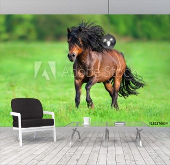 Picture of Beautiful bay stallion with long black mane run gallop on spring meadow